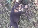 Χαρίζονται ημίαιμα λυκόσκυλα Ανδραβιδα νομού Ηλείας, Πελοπόννησος Ζώα - Κατοικίδια Πωλούνται (μικρογραφία 3)