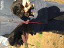 Χαρίζονται ημίαιμα σκυλάκια Χαλκηδωνα νομού Θεσσαλονίκης, Μακεδονία Ζώα - Κατοικίδια Πωλούνται (μικρογραφία 3)