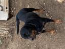 Χαρίζονται θυληκά ημίαιμα σκυλάκια 1 μηνών Χαλκηδωνα νομού Θεσσαλονίκης, Μακεδονία Ζώα - Κατοικίδια Πωλούνται (μικρογραφία 2)