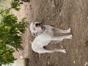 Χαρίζονται θυληκά ημίαιμα σκυλάκια 1 μηνών Χαλκηδωνα νομού Θεσσαλονίκης, Μακεδονία Ζώα - Κατοικίδια Πωλούνται (μικρογραφία 3)