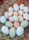 χωριατικα αυγα κοτας (μικρογραφία)