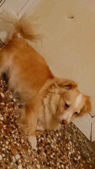Χαρίζεται η Σισσυ μια μικρόσωμη σκυλίτσα Λάρισα νομού Λαρίσης, Θεσσαλία Ζώα - Κατοικίδια Πωλούνται (φωτογραφία 1)