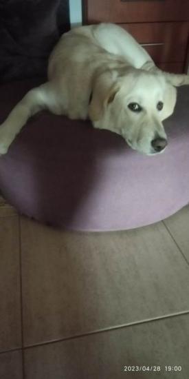 ΧΑΡΙΖΕΤΑΙ ΗΜΙΑΙΜΟ RETRIEVER Ιωνία Θεσ/νίκης νομού Θεσσαλονίκης, Μακεδονία Ζώα - Κατοικίδια Πωλούνται (φωτογραφία 1)
