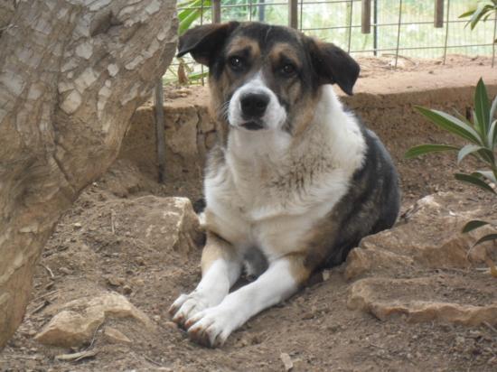 Χαρίζεται σκυλάκι με επιδότηση Σπατα νομού Αττικής - Ανατολικής, Αττική Ζώα - Κατοικίδια Πωλούνται (φωτογραφία 1)