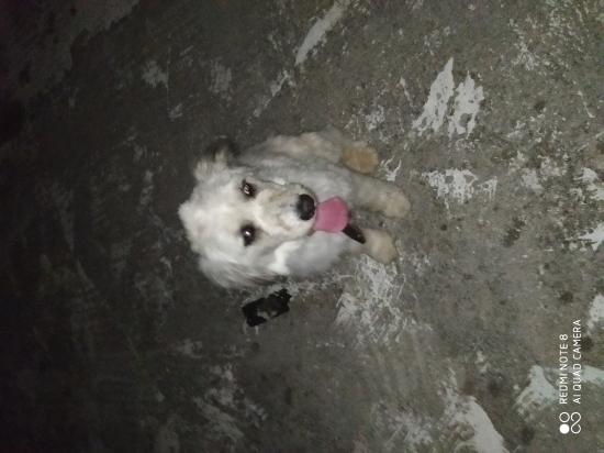 Χαρίζεται χαδιαρικο σκυλάκι και καλός φύλακας Κατερίνη νομού Πιερίας, Μακεδονία Ζώα - Κατοικίδια Πωλούνται (φωτογραφία 1)