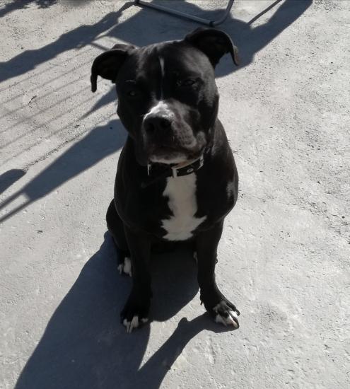 Χαρίζετε το παρόν σκυλι Καλαμάτα νομού Μεσσηνίας, Πελοπόννησος Ζώα - Κατοικίδια Πωλούνται (φωτογραφία 1)