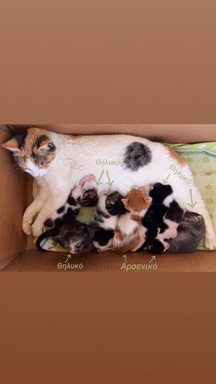 Χαρίζονται γατάκια 1,5 μηνών Τρίκαλα νομού Τρικάλων, Θεσσαλία Άλλα είδη Πωλούνται (φωτογραφία 1)