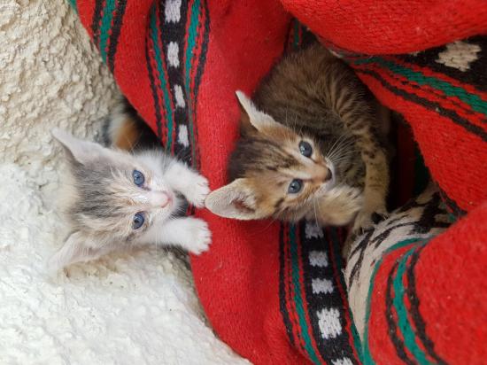 Χαρίζονται γατάκια περίπου 1 μηνων Μυτιλήνη νομού Λέσβου, Νησιά Αιγαίου Ζώα - Κατοικίδια Πωλούνται (φωτογραφία 1)