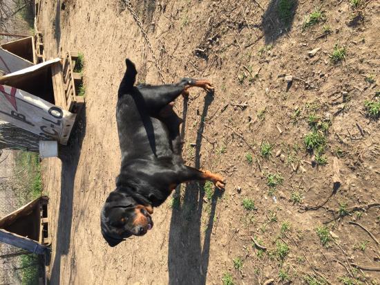 Χαρίζονται ημίαιμα σκυλάκια Χαλκηδωνα νομού Θεσσαλονίκης, Μακεδονία Ζώα - Κατοικίδια Πωλούνται (φωτογραφία 1)