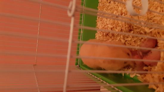 Χαρίζονται μωράκια syrian hamster Ηλιουπολη νομού Αττικής - Αθηνών, Αττική Ζώα - Κατοικίδια Πωλούνται (φωτογραφία 1)