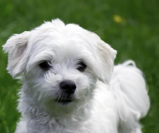 Ζητείται Maltese mini ή Yorkshire terrier Πάτρα νομού Αχαϊας, Πελοπόννησος Ζώα - Κατοικίδια Πωλούνται (φωτογραφία 1)