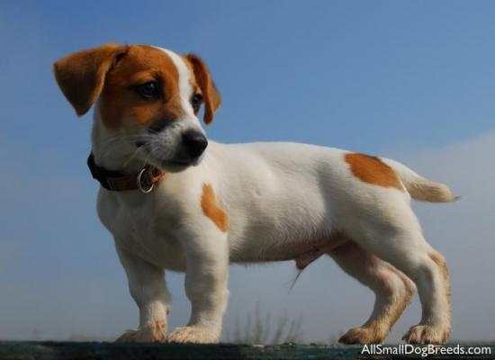 ΖΗΤΗΤΑΙ καθαροαιμο JACK RUSSEL Μικρου μεγεθους Θηλ Βέροια νομού Ημαθίας, Μακεδονία Ζώα - Κατοικίδια Πωλούνται (φωτογραφία 1)