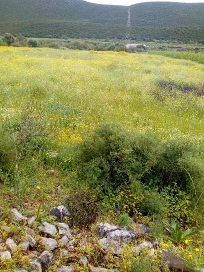 Αγροτεμάχιο στα Καρνεζαίικα - Ναυπλίου Ναύπλιο νομού Αργολίδος, Πελοπόννησος Οικόπεδα - Αγροτεμάχια Ακίνητα (φωτογραφία 1)