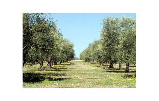 Αγροτεμάχιο ελαιώνας Ιεραπετρα νομού Λασιθίου, Κρήτη Οικόπεδα - Αγροτεμάχια Ακίνητα (φωτογραφία 1)