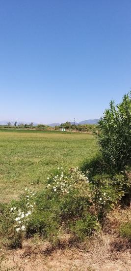 αγροτεμάχιο χωραφι ποτιζετε απο κανελετο του ΓΟΕΒ Μεσσηνη νομού Μεσσηνίας, Πελοπόννησος Οικόπεδα - Αγροτεμάχια Ακίνητα (φωτογραφία 1)