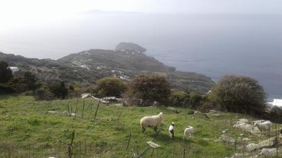 Δυο οικοπεδα εντος οικισμου συνολικου εμβαδου 2035m2 Ανδρος νομού Κυκλάδων, Νησιά Αιγαίου Ανταλλαγή ακινήτου Ακίνητα (φωτογραφία 1)