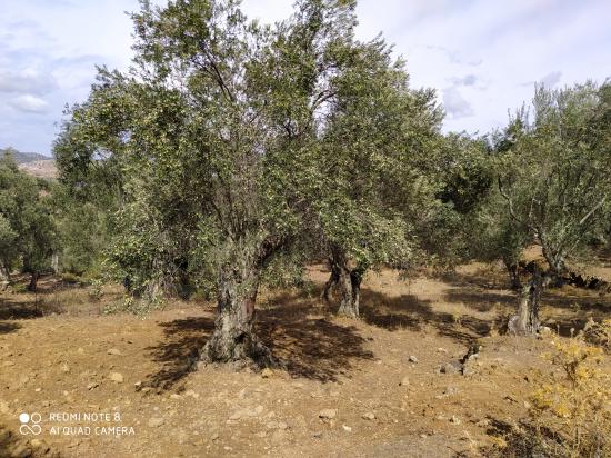 Ελαιόκτημα στη θέση κρεμαστή Αγια Παρασκευη Λεσβου νομού Λέσβου, Νησιά Αιγαίου Οικόπεδα - Αγροτεμάχια Ακίνητα (φωτογραφία 1)