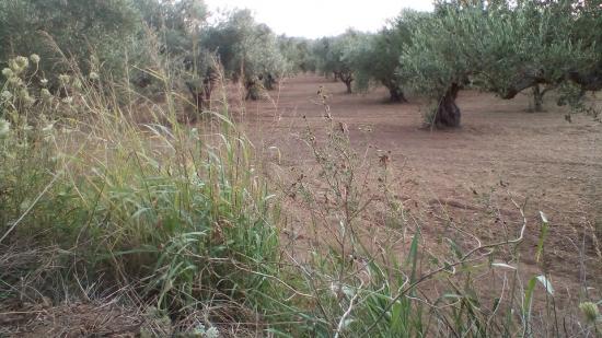 Ελαιοπερίβολο στη Φλόκα Γαργαλιάνων Γαργαλιανοι νομού Μεσσηνίας, Πελοπόννησος Οικόπεδα - Αγροτεμάχια Ακίνητα (φωτογραφία 1)