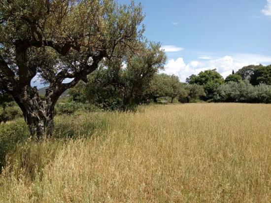 Οικόπεδο εντός σχεδίου Πάτρα νομού Αχαϊας, Πελοπόννησος Οικόπεδα - Αγροτεμάχια Ακίνητα (φωτογραφία 1)