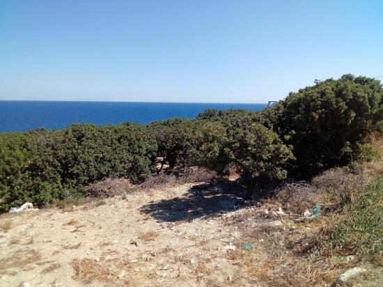 ΟΙΚΟΠΕΔΟ με μαστιχόδενδρα Χίος νομού Χίου, Νησιά Αιγαίου Οικόπεδα - Αγροτεμάχια Ακίνητα (φωτογραφία 1)