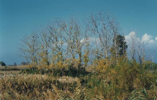 παραλιακο αγροτεμαχιο, μεγαλο Καμενα Βουρλα νομού Φθιώτιδας, Στερεά Ελλάδα Οικόπεδα - Αγροτεμάχια Ακίνητα (φωτογραφία 1)