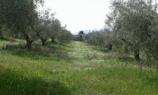 πωλειται αγροτεμαχιο με ελιες Αργος νομού Αργολίδος, Πελοπόννησος Οικόπεδα - Αγροτεμάχια Ακίνητα (φωτογραφία 1)