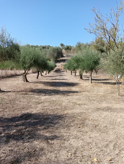 Πωλείται αγροτεμάχιο μισό στρέμμα Αμαρυνθος νομού Ευβοίας, Στερεά Ελλάδα Οικόπεδα - Αγροτεμάχια Ακίνητα (φωτογραφία 1)