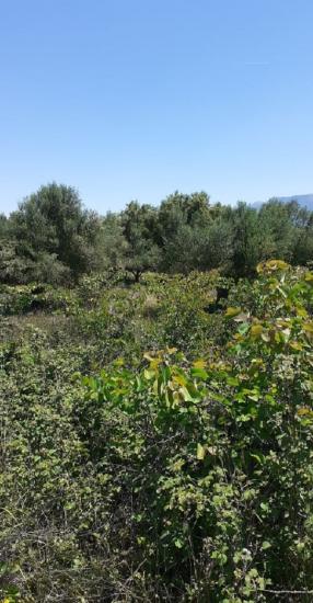 Πωλείται Κτήμα στη Μεσσηνία Μελιγαλας νομού Μεσσηνίας, Πελοπόννησος Οικόπεδα - Αγροτεμάχια Ακίνητα (φωτογραφία 1)