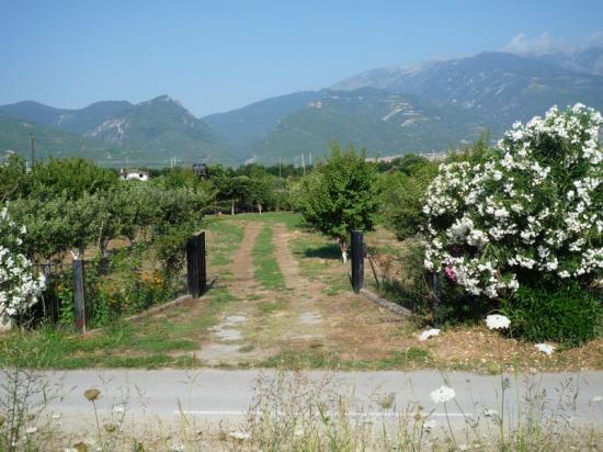 Οικόπεδο 4 Στρέμματα Παραλία Σκοτίνας Λεπτοκαρυα νομού Πιερίας, Μακεδονία Οικόπεδα - Αγροτεμάχια Ακίνητα (φωτογραφία 1)