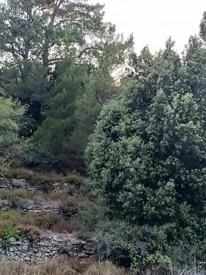 Πωλείται οικόπεδο  στηθέση Γαρυφαλλιά στο Χριστό Ραχ.Ικαρίας Ράχες Ικαρίας νομού Σάμου, Νησιά Αιγαίου Οικόπεδα - Αγροτεμάχια Ακίνητα (φωτογραφία 1)