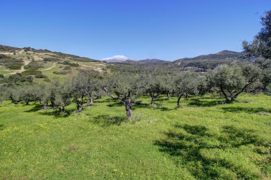 ΠΩΛΗΣΗ ΑΓΡΟΤΕΜΑΧΙΟΥ ΣΤΗΝ ΜΥΘΗΜΝΗ Κισσαμος νομού Χανιών, Κρήτη Σπίτια / Διαμερίσματα προς πώληση Ακίνητα (φωτογραφία 1)