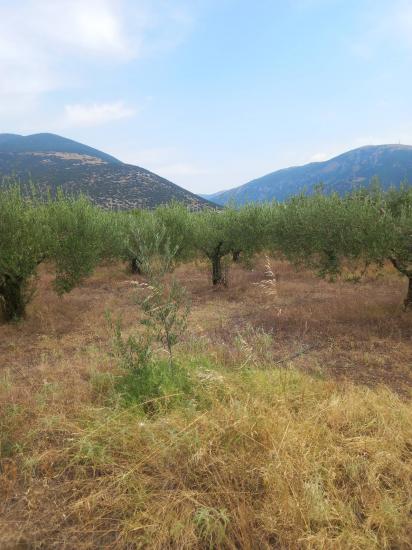 Πωλούνται 8500τμ (8,5 στρέμματα) με καλλιεργίσιμες ελιές Προσοτσανη νομού Δράμας, Μακεδονία Οικόπεδα - Αγροτεμάχια Ακίνητα (φωτογραφία 1)