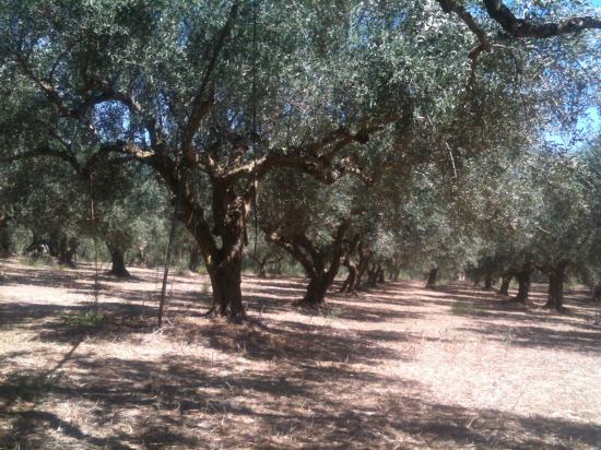 πωλουνται στρεμματα με ελιεσ ν. μεσσηνιας Φιλιατρα νομού Μεσσηνίας, Πελοπόννησος Οικόπεδα - Αγροτεμάχια Ακίνητα (φωτογραφία 1)