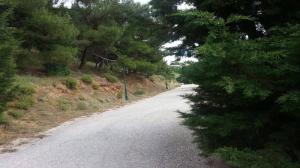 Οικόπεδο 252 τ.μ. για πώληση, Χαλκιδική, Ανθεμούντας Οικόπεδο 252 τ.μ. για πώληση, Χαλκιδική, Ανθεμούντας - αγγελίες για Οικόπεδα - Αγροτεμάχια σε Γαλατιστα - Ακίνητα στο Νομό Χαλκιδικής, Μακεδονία - FreeList.gr aggelia 302764 (μικρογραφία 6)