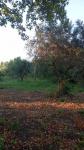 Πωλείται αγροτεμάχιο κοντά στο Σκουροχώρι Πύργου Ηλείας Πύργος νομού Ηλείας, Πελοπόννησος Οικόπεδα - Αγροτεμάχια Ακίνητα (μικρογραφία 2)