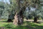 Πωλείται  Αγροτεμάχιο Λευκίμμης Κέρκυρας (μικρογραφία)