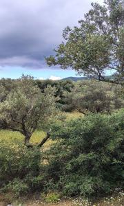 ΠΩΛΗΣΗ ΑΚΙΝΗΤΟΥ ΜΕ ΕΛΙΕΣ - (μικρογραφία 3)