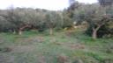 Buildable Land near Kalamata with olive trees (μικρογραφία)