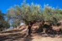 Λιόφυτο περιοχή Περάτης (μικρογραφία)