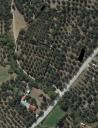 Οικοπεδο με ελαιόδεντρα στην περιοχή Πέτρα Λέσβου (μικρογραφία)