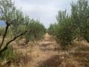 Πωλούνται 8500τμ (8,5 στρέμματα) με καλλιεργίσιμες ελιές Προσοτσανη νομού Δράμας, Μακεδονία Οικόπεδα - Αγροτεμάχια Ακίνητα (μικρογραφία 3)