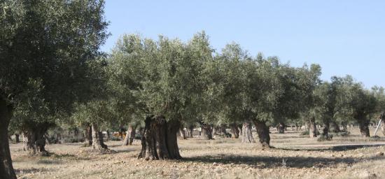 Μάζεμα ελιάς (άνεργος ημεδαπός) Θεσσαλονίκη νομού Θεσσαλονίκης, Μακεδονία Χειρονακτική εργασία - Εργάτες Εργασία (φωτογραφία 1)