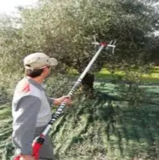 ΜΑΖΕΜΑ ΕΛΙΩΝ - ΒΟΗΘΟΣ