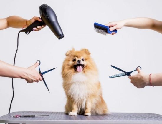Pet Grooming-καλλωπισμος σκυλων Θεσσαλονίκη νομού Θεσσαλονίκης, Μακεδονία Άλλα μαθήματα Μαθήματα (φωτογραφία 1)
