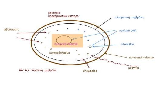 ΒΙΟΛΟΓΙΑ ΧΗΜΕΙΑ ΑΝΑΤΟΜΙΑ - ΙΔΙΑΙΤΕΡΑ online Τρίπολη νομού Αρκαδίας, Πελοπόννησος Διδακτική - Ιδιαίτερα μαθήματα Μαθήματα (φωτογραφία 1)