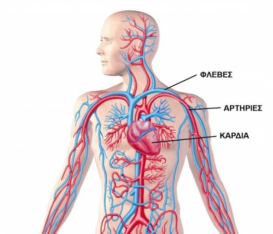 Ιδιαίτερα σε Aνατομία και Yγιεινή σε μαθητές ΕΠΑΛ Αθήνα νομού Αττικής - Αθηνών, Αττική Διδακτική - Ιδιαίτερα μαθήματα Μαθήματα (φωτογραφία 1)