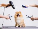 Pet Grooming-καλλωπισμος σκυλων (μικρογραφία)