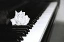 Ιδιαίτερα μαθήματα Πιάνου και Αρμονίου (μικρογραφία)