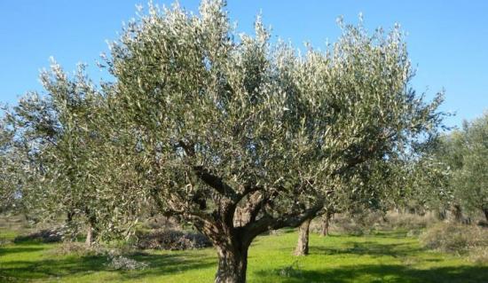 Εργάτης/χειρονακτική εργασία Καλαμάτα νομού Μεσσηνίας, Πελοπόννησος Άλλες υπηρεσίες Υπηρεσίες (φωτογραφία 1)