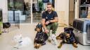 Εκπαίδευση Σκύλου Βασική Υπακοή Τιμή Σοκ 590€ Καλυβια Θορικου νομού Αττικής - Ανατολικής, Αττική Άλλες υπηρεσίες Υπηρεσίες (μικρογραφία 2)